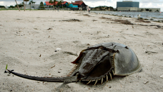 Scientists Baffled as Hundreds of Dead Horseshoe Crabs Wash Ashore in Japan